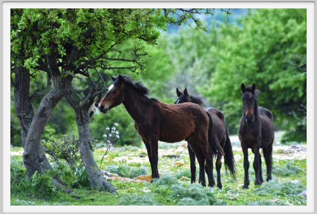 natura_e_cavallo252