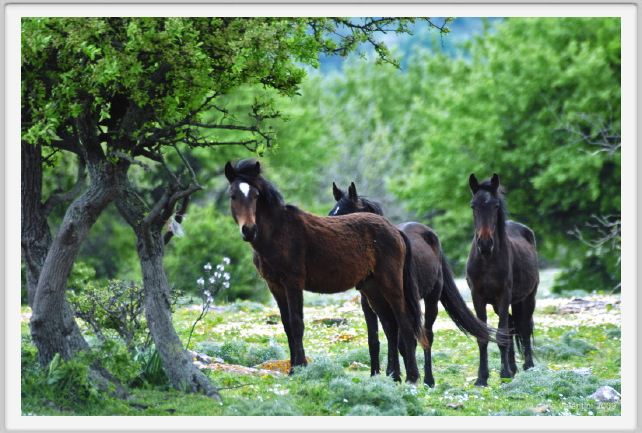 natura_e_cavallo253