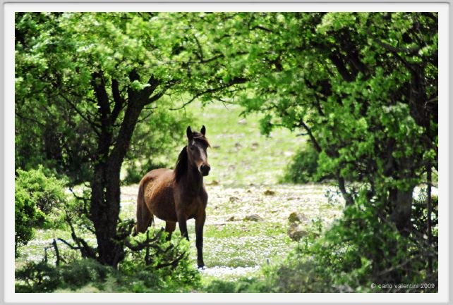 natura_e_cavallo254