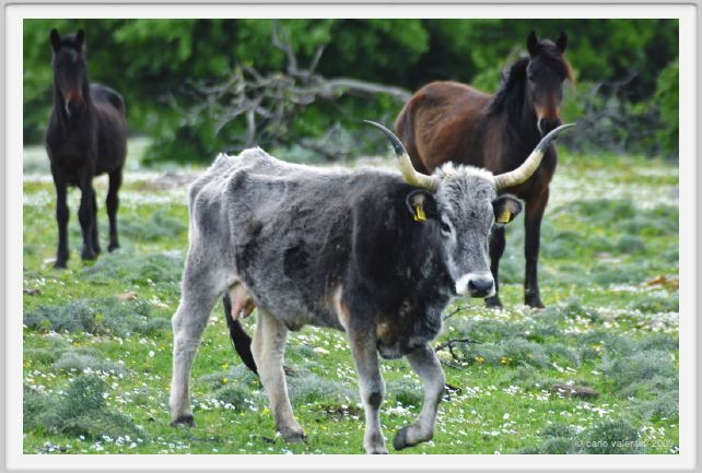 natura_e_cavallo256