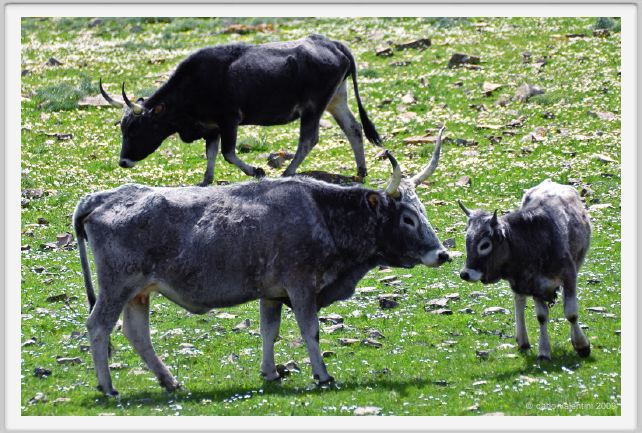 natura_e_cavallo258