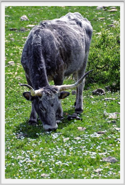 natura_e_cavallo261