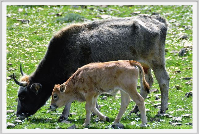 natura_e_cavallo262