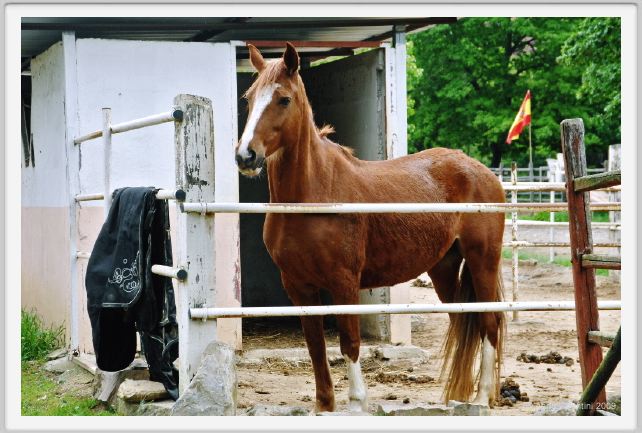 natura_e_cavallo025