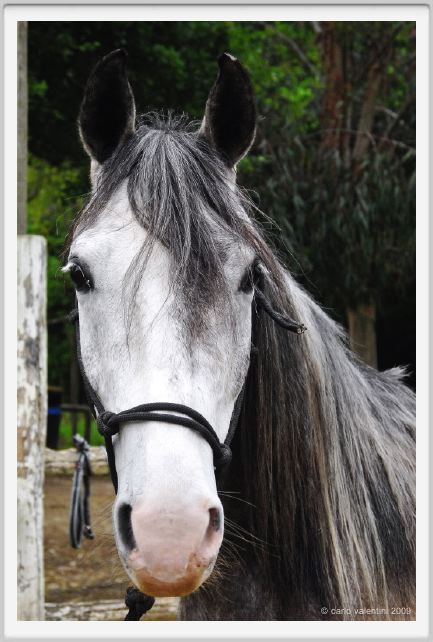 natura_e_cavallo027