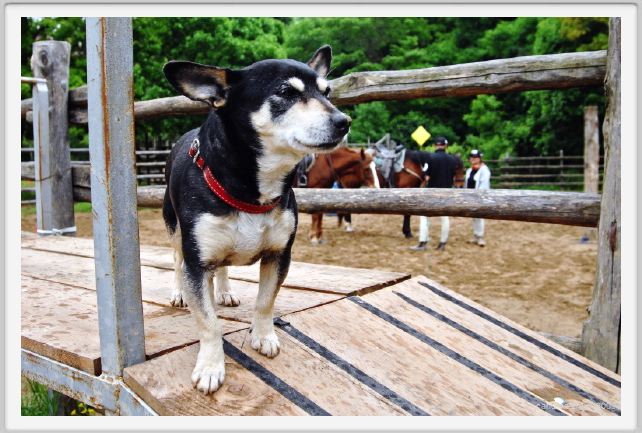natura_e_cavallo029
