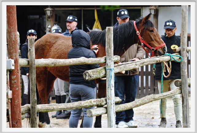 natura_e_cavallo031