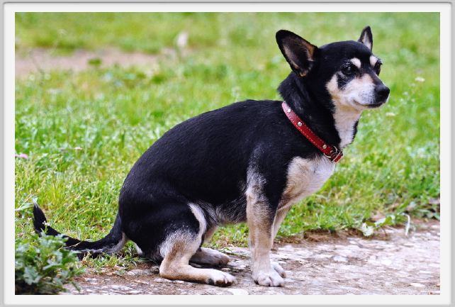 natura_e_cavallo034