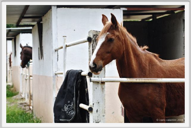 natura_e_cavallo037