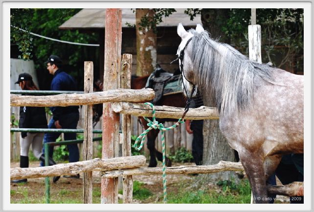 natura_e_cavallo038
