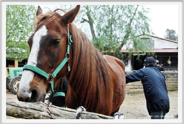 natura_e_cavallo004