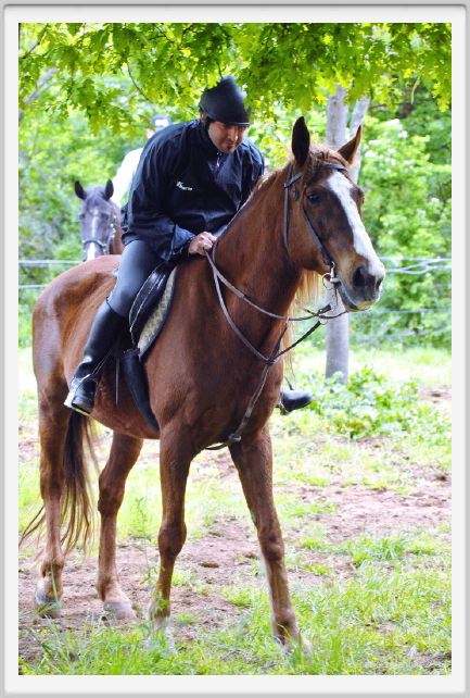 natura_e_cavallo097