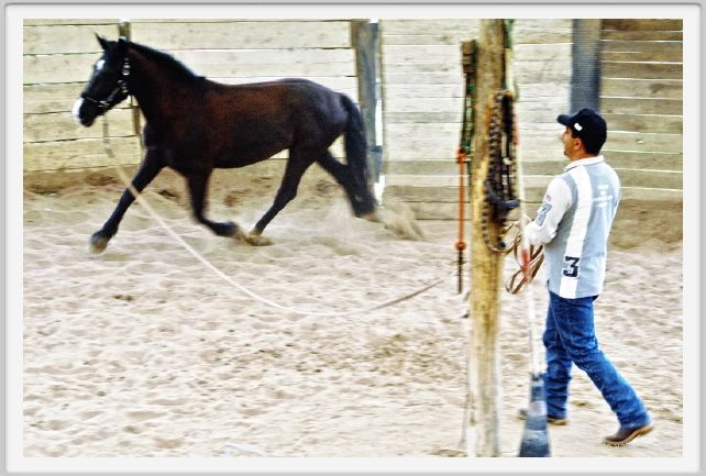 natura_e_cavallo133
