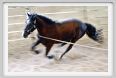 natura_e_cavallo135