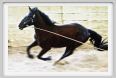natura_e_cavallo136