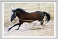 natura_e_cavallo137