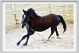 natura_e_cavallo139
