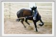 natura_e_cavallo140