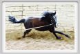 natura_e_cavallo144