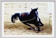 natura_e_cavallo145