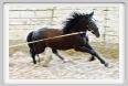 natura_e_cavallo146
