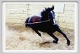 natura_e_cavallo147