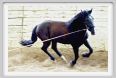 natura_e_cavallo148