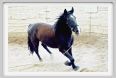 natura_e_cavallo149