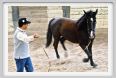 natura_e_cavallo153