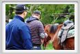 natura_e_cavallo015