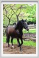 natura_e_cavallo163