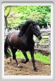 natura_e_cavallo164