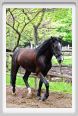 natura_e_cavallo165