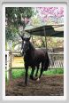natura_e_cavallo167