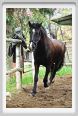 natura_e_cavallo169