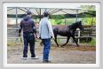 natura_e_cavallo171
