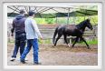 natura_e_cavallo172