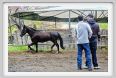 natura_e_cavallo177