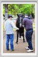 natura_e_cavallo178