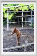 natura_e_cavallo180