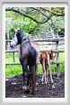 natura_e_cavallo182