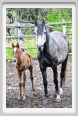 natura_e_cavallo183