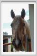 natura_e_cavallo185