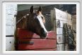natura_e_cavallo186
