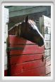 natura_e_cavallo187