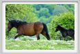 natura_e_cavallo212