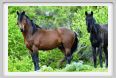 natura_e_cavallo213