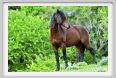 natura_e_cavallo215