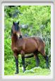 natura_e_cavallo217