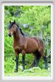 natura_e_cavallo220